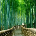 Tour Nhật Bản | Osaka - Nagoya - Tokyo 6 Ngày 5 Đêm - Mùa Hè