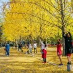 Tour Hàn Quốc | Seoul - Nami - Everland 5N4Đ - Mùa Thu
