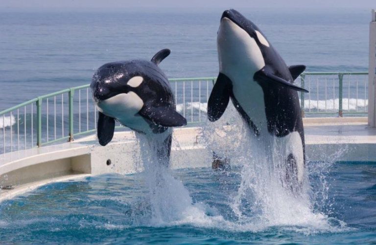 Kamogawa Seaworld 1